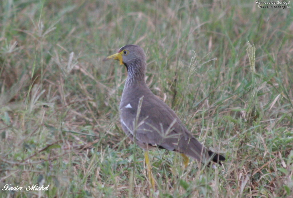 African Wattled Lapwing