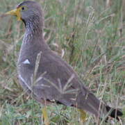 African Wattled Lapwing