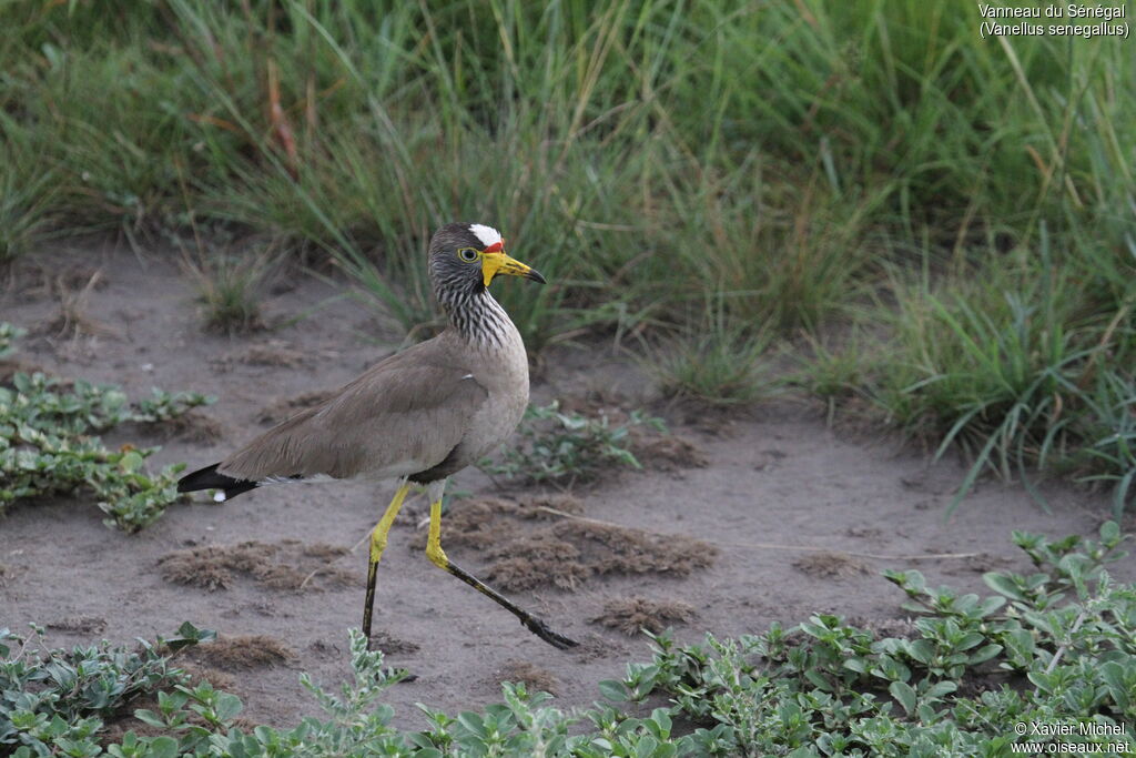 African Wattled Lapwingadult, identification