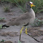 African Wattled Lapwing