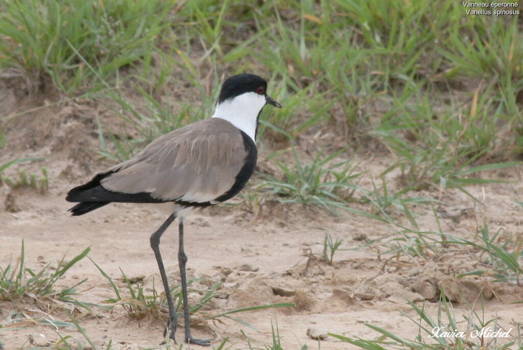 Spur-winged Lapwing