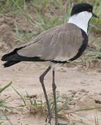 Spur-winged Lapwing