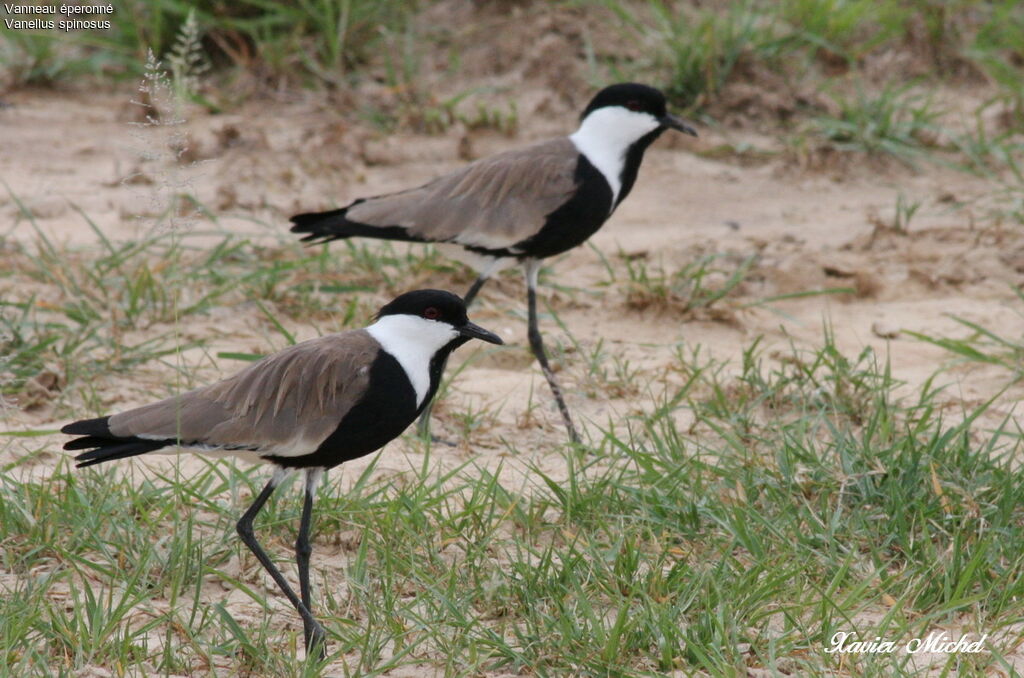 Spur-winged Lapwing