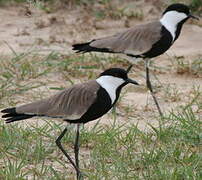 Spur-winged Lapwing