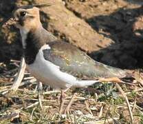 Northern Lapwing