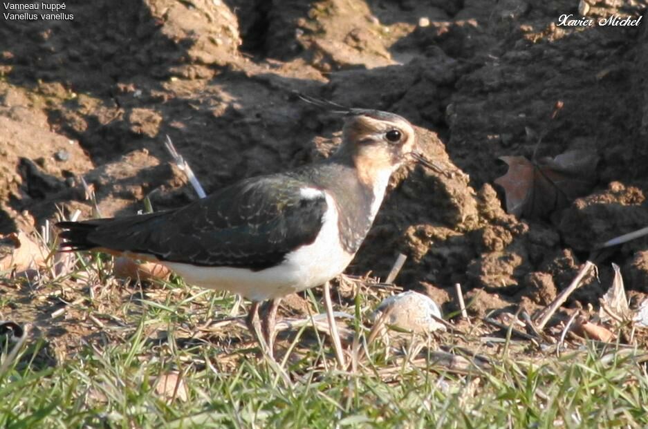 Northern Lapwing