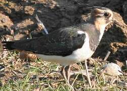 Northern Lapwing