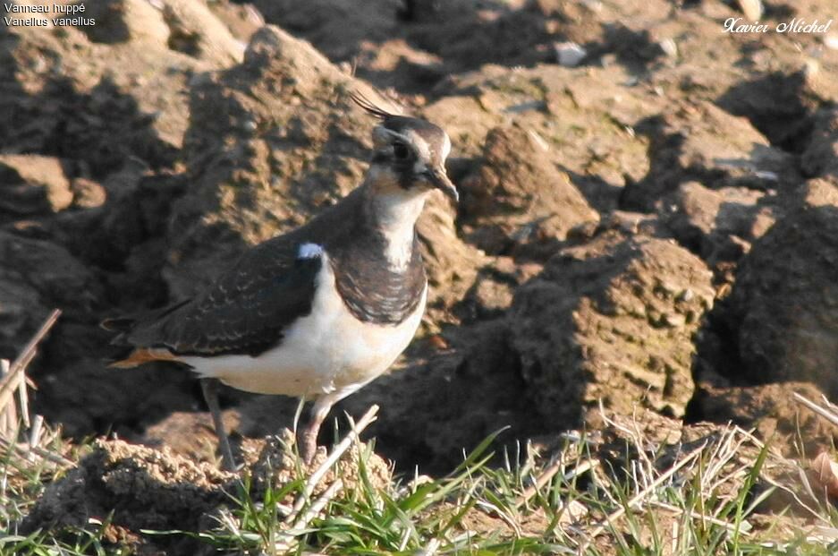 Northern Lapwing