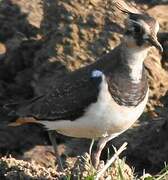 Northern Lapwing