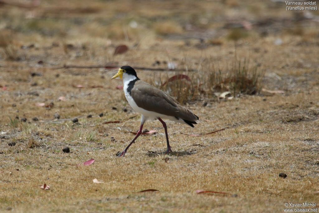 Vanneau soldatadulte, identification