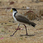 Masked Lapwing