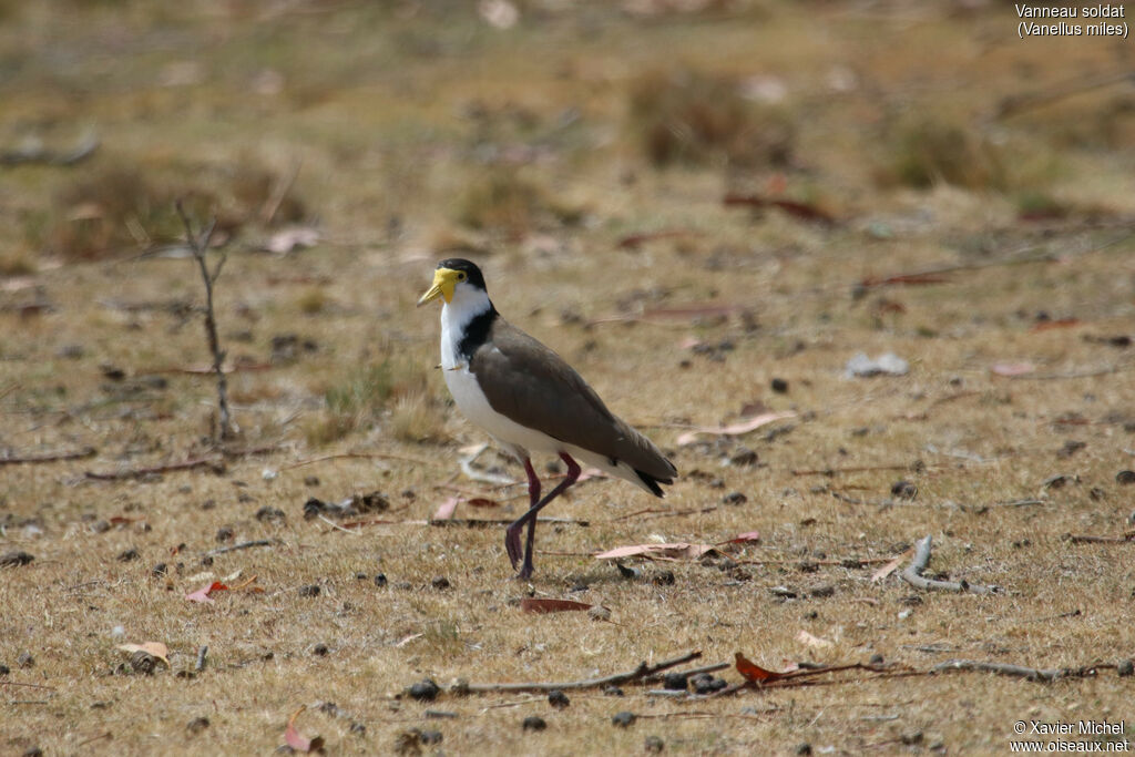 Masked Lapwingadult