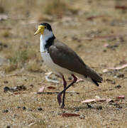 Masked Lapwing