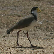 Masked Lapwing