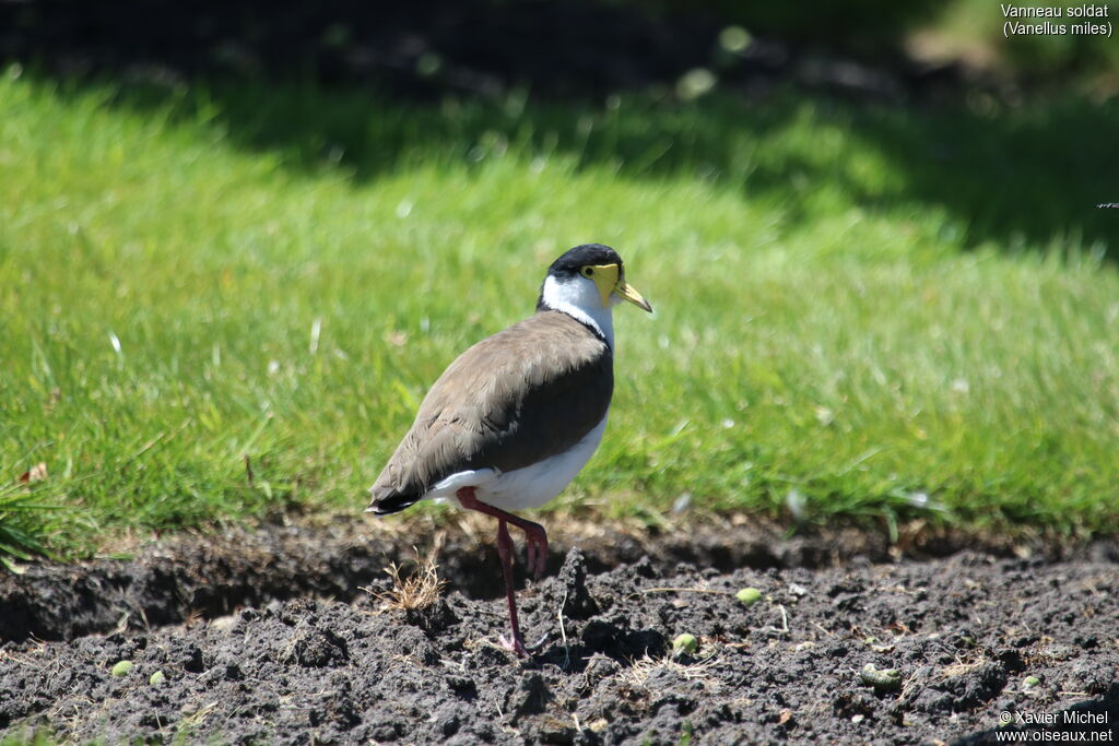 Masked Lapwingadult, identification