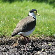 Masked Lapwing