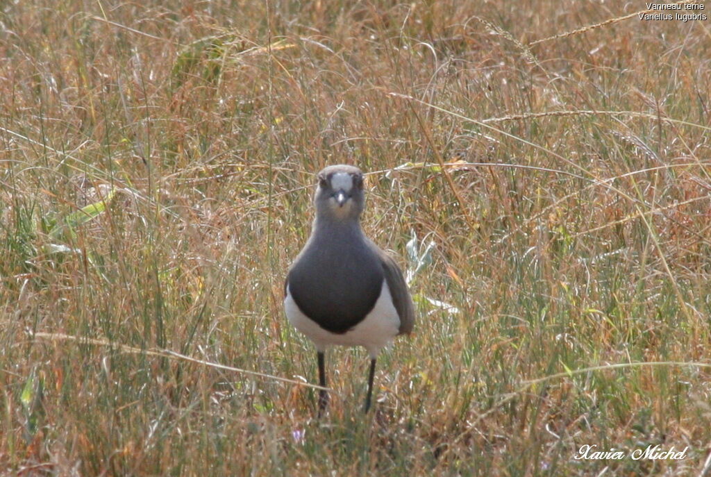 Senegal Lapwing