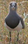 Senegal Lapwing