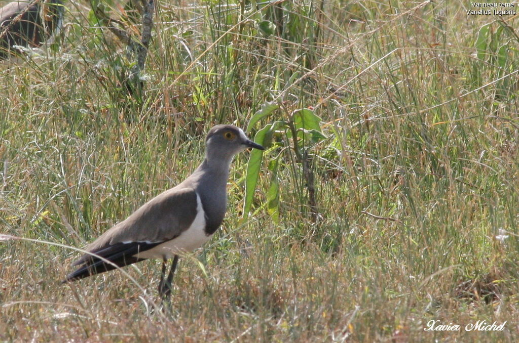 Senegal Lapwing