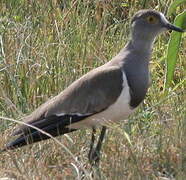 Senegal Lapwing