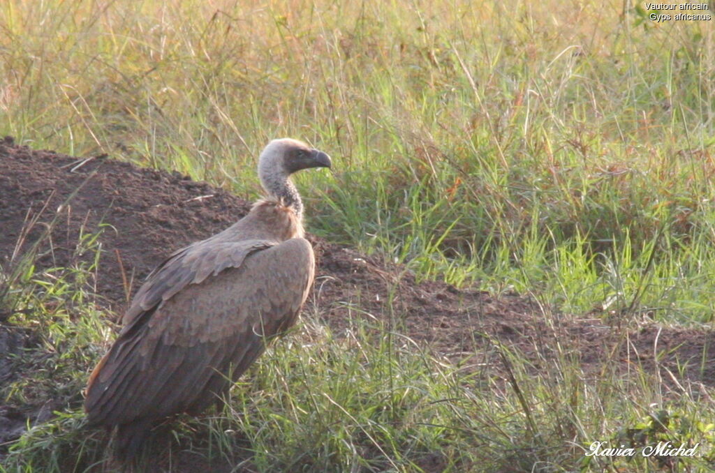 White-backed Vulture