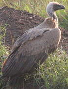 White-backed Vulture