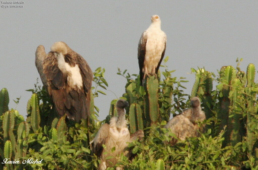 White-backed Vulture