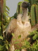 White-backed Vulture