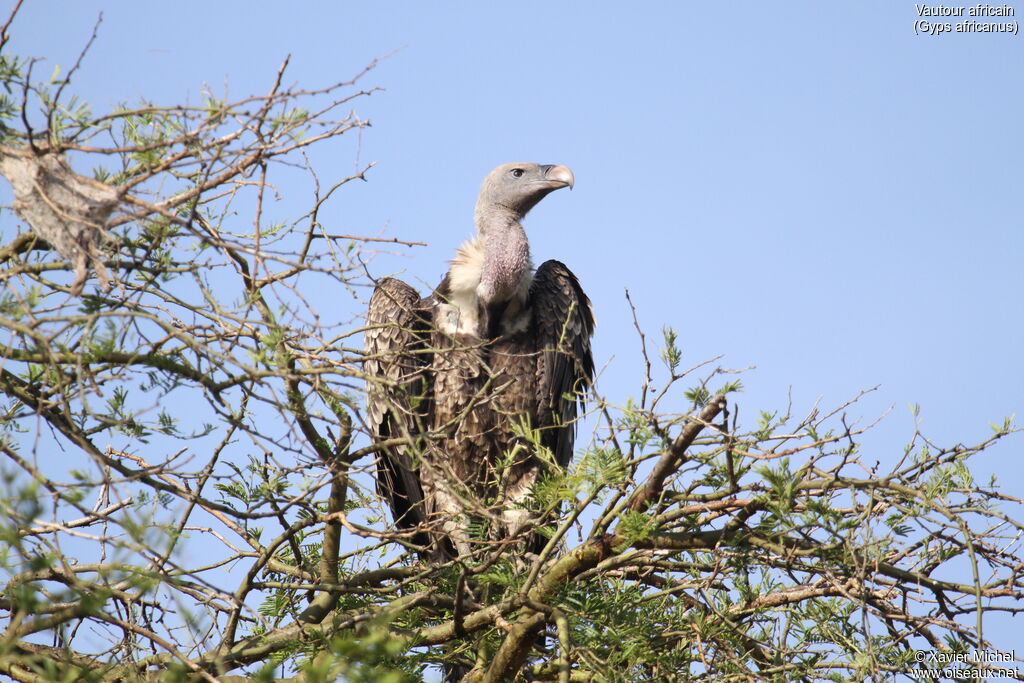 White-backed Vultureadult