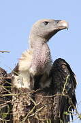 White-backed Vulture