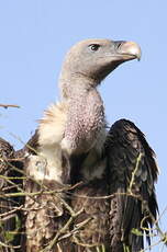 Vautour africain