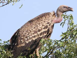 Vautour africain