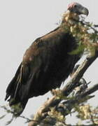 Lappet-faced Vulture