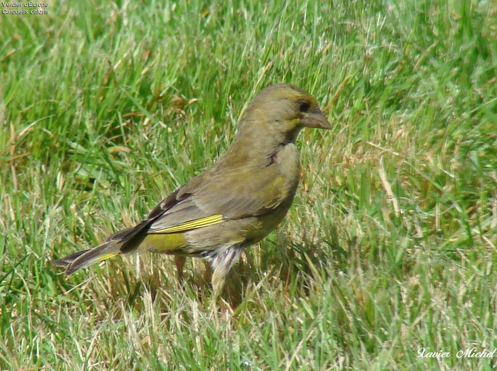 European Greenfinch