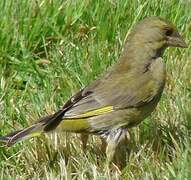 European Greenfinch