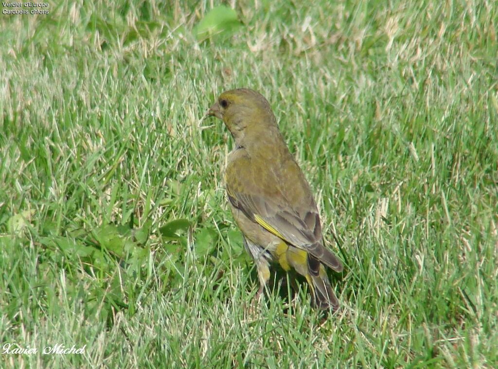 European Greenfinch