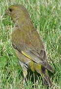 European Greenfinch