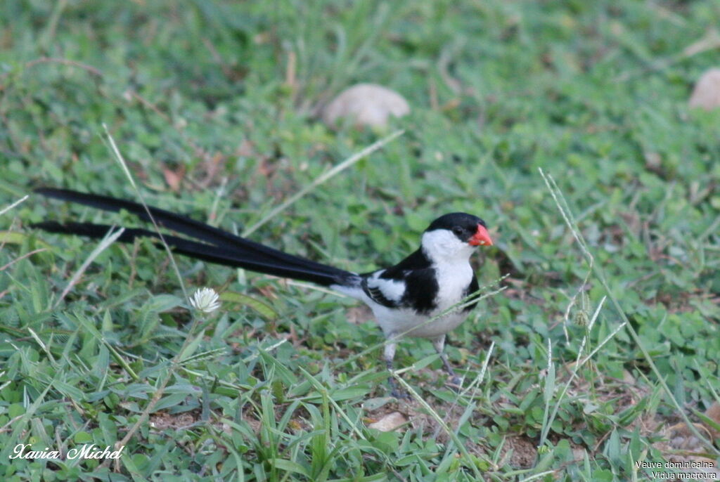 Pin-tailed Whydah male