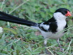 Pin-tailed Whydah