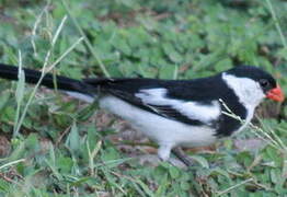 Pin-tailed Whydah