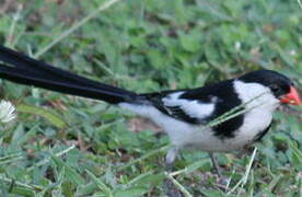 Pin-tailed Whydah