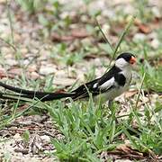 Pin-tailed Whydah