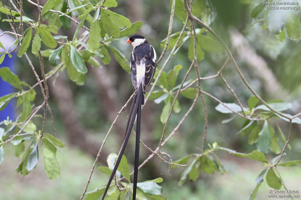 Pin-tailed Whydah male adult breeding