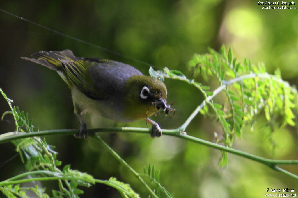 Silvereye, feeding habits