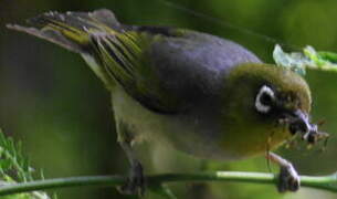 Silvereye