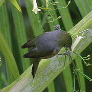 Silvereye