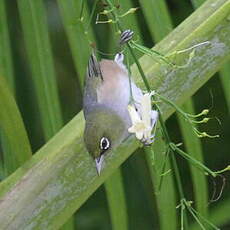 Zostérops à dos gris