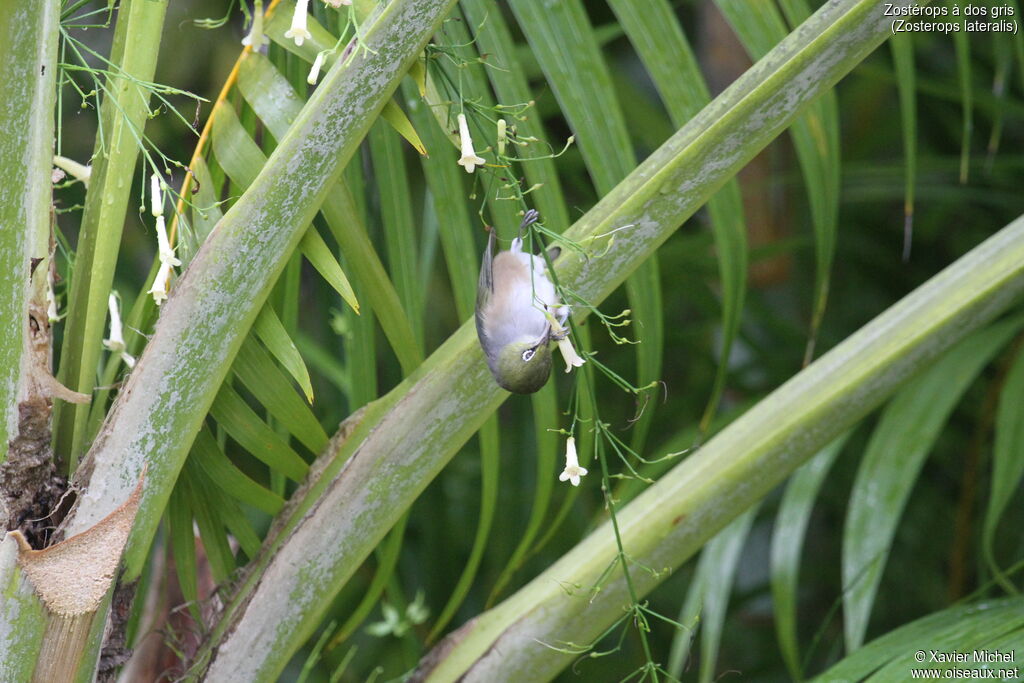 Silvereyeadult, eats