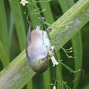 Silvereye