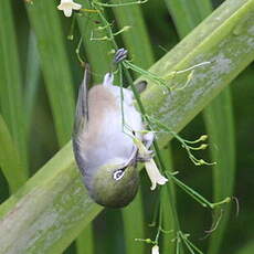 Zostérops à dos gris